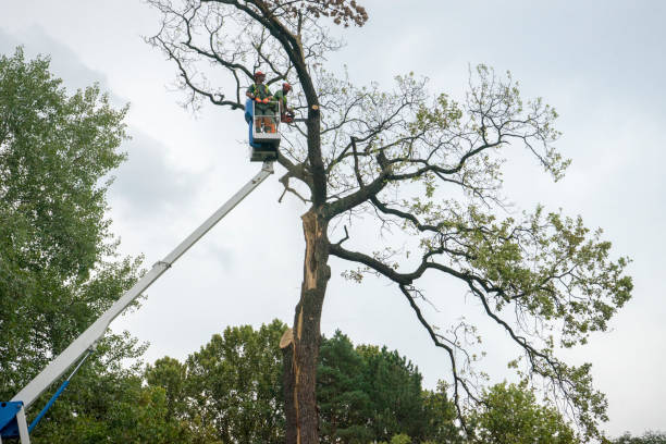 Best Tree Pruning Services  in Ripley, OH